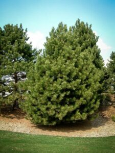 Сосна Чёрная (Pinus Nigra) купить по цене от 270.00р. в интернет-магазине «Посадика» с доставкой почтой в в Сергаче и по всей России – [изображение №1].