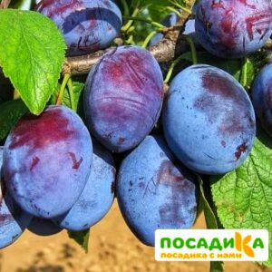 Слива Чачакская ранняя купить по цене от 229.00р. в интернет-магазине «Посадика» с доставкой почтой в в Сергаче и по всей России – [изображение №1].