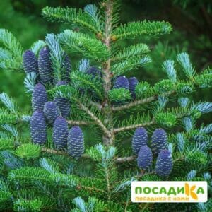 Пихта корейская (Abies koreana) купить по цене от 450.00р. в интернет-магазине «Посадика» с доставкой почтой в в Сергаче и по всей России – [изображение №1].