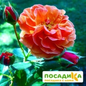 Роза Арабия купить по цене от 350.00р. в интернет-магазине «Посадика» с доставкой почтой в в Сергаче и по всей России – [изображение №1].