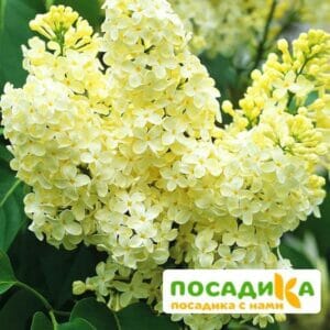 Сирень Примроуз (Primrose) купить по цене от 529.00р. в интернет-магазине «Посадика» с доставкой почтой в в Сергаче и по всей России – [изображение №1].