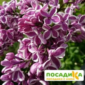 Сирень Сенсация купить по цене от 529.00р. в интернет-магазине «Посадика» с доставкой почтой в в Сергаче и по всей России – [изображение №1].