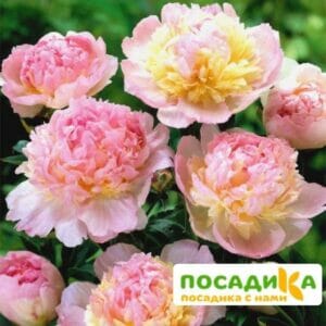 Пион Распберри Сандей (Paeonia Raspberry Sundae) купить по цене от 959р. в интернет-магазине «Посадика» с доставкой почтой в в Сергаче и по всей России – [изображение №1].