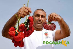 Клубника Гигант Джорнея купить по цене от 266р. в интернет-магазине «Посадика» с доставкой почтой в в Сергаче и по всей России – [изображение №1].
