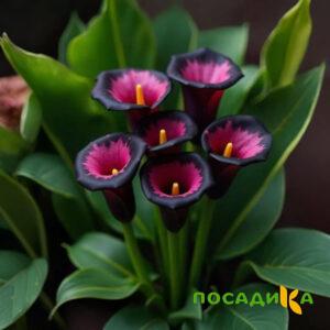 Калла Аура Лейс купить по цене от 400р. в интернет-магазине «Посадика» с доставкой почтой в в Сергаче и по всей России – [изображение №1].