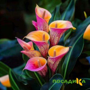 Калла Оникс купить по цене от 450р. в интернет-магазине «Посадика» с доставкой почтой в в Сергаче и по всей России – [изображение №1].