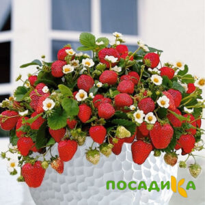 Клубника Рубиновый Шепот (горшечная) купить по цене от 240р. в интернет-магазине «Посадика» с доставкой почтой в в Сергаче и по всей России – [изображение №1].