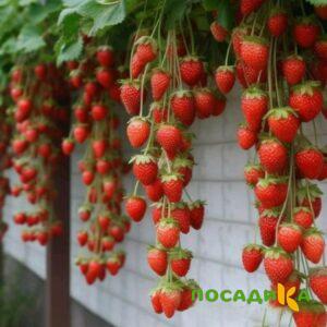 Клубника вьющаяся Комплимент купить по цене от 470р. в интернет-магазине «Посадика» с доставкой почтой в в Сергаче и по всей России – [изображение №1].