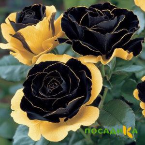 Роза Ханни Сикл купить по цене от 700р. в интернет-магазине «Посадика» с доставкой почтой в в Сергаче и по всей России – [изображение №1].