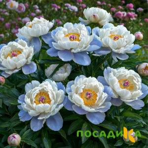 Пион акварельный Этюд купить по цене от 806р. в интернет-магазине «Посадика» с доставкой почтой в в Сергаче и по всей России – [изображение №1].