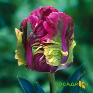 Тюльпан Экзотик Хэвен купить по цене от 186р. в интернет-магазине «Посадика» с доставкой почтой в в Сергаче и по всей России – [изображение №1].